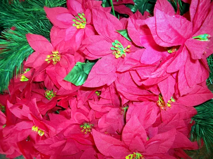 Weihnachtssterne